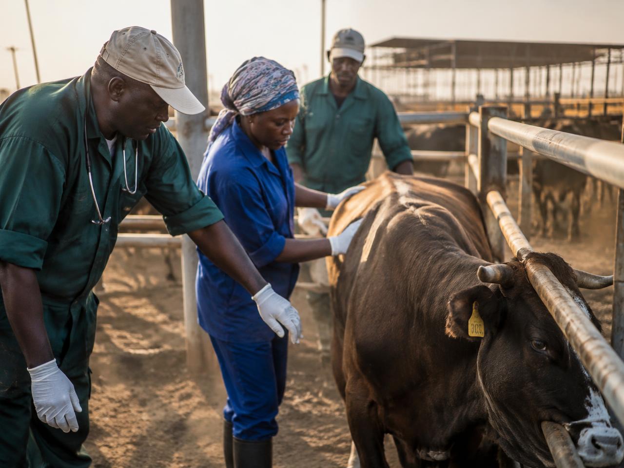 Veterinary team checking cattle